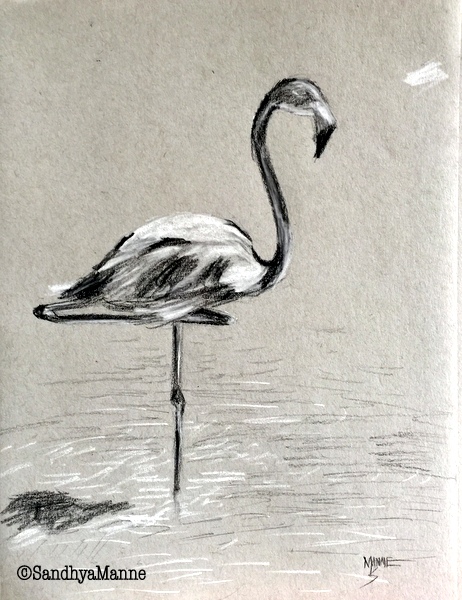 Sketch study of the Flamingo...