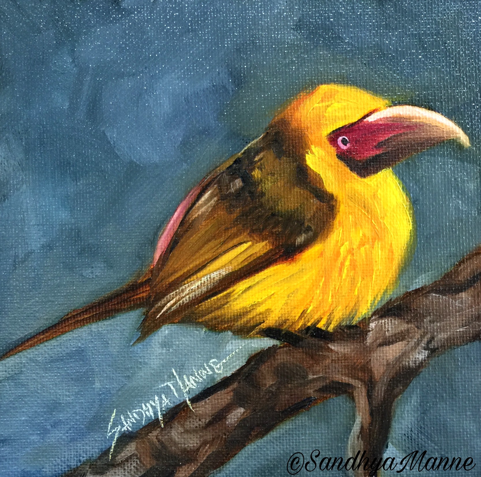 Aracari  6x6 Oil Painting of Aracari  Bird Art